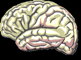 centralization,neurons , synaptic plasticity, functional differentiation, emotions, functional redundancy...