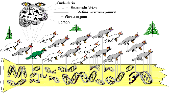 44 kB Bild: Die Intellligenz der Gene