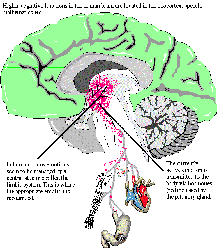 Hormones activated by the limbic system control body and brain